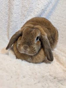 ホーランドロップオレンジ