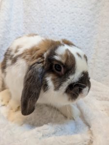 ホーランドロップブロークントート