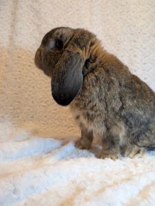 ホーランドロップチェスナット