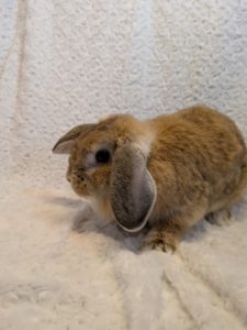 ホーランドロップオレンジ