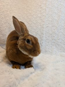 ミニレッキスレッド