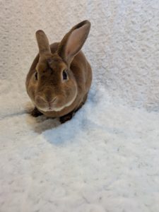 ミニレッキスレッド