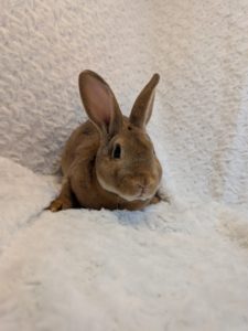 ミニレッキスキャスター